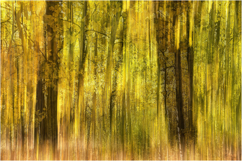 Mysterious Forest by Marlene Smith